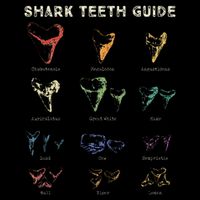 Retro Shark Teeth Guide Fossil Tooth Collector Poster