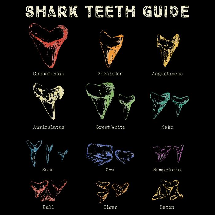 Retro Shark Teeth Guide Fossil Tooth Collector Poster
