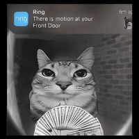 Ring There Is Motion At Your Front Door Funny Bucket Hat