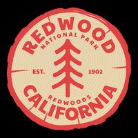 Redwood Trees In The National Forest 16 in Basic Backpack