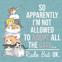 So Apparently Im Not Allowed To Adopt All The Cats Funny Sueded Cloud Jersey T-Shirt