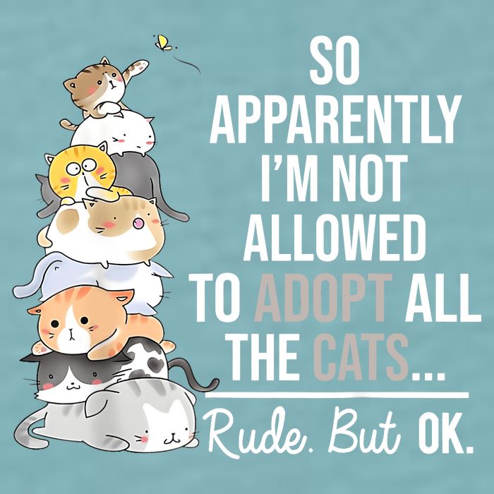 So Apparently Im Not Allowed To Adopt All The Cats Funny Sueded Cloud Jersey T-Shirt