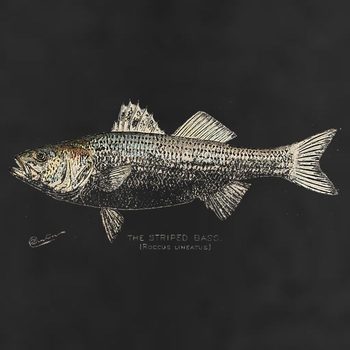 Striped Bass Fishing 7 Panel Mesh Trucker Snapback Hat