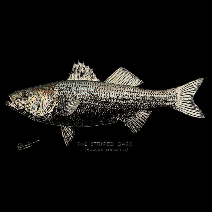 Striped Bass Fishing Cooling Performance Crew T-Shirt