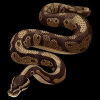 Snake Ball Python Flat Bill Trucker Hat