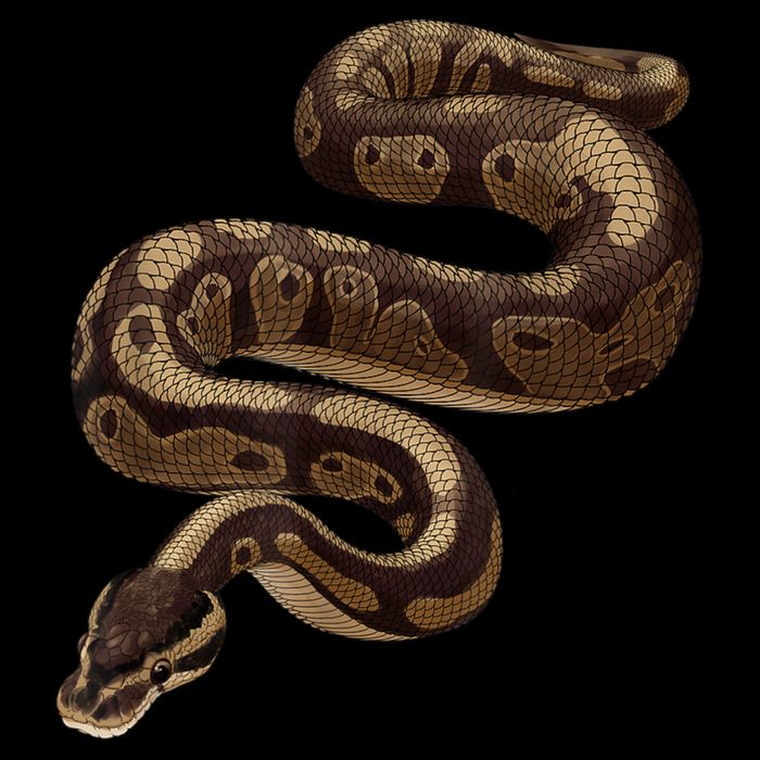 Snake Ball Python 16 in Basic Backpack