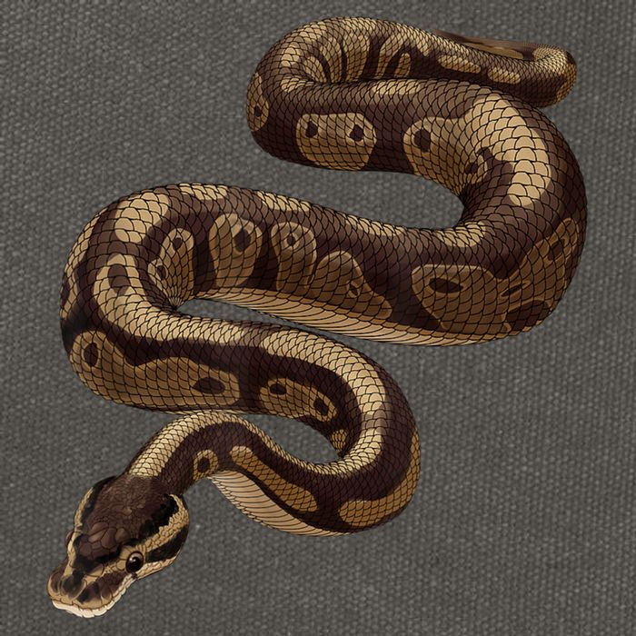 Snake Ball Python Cotton Canvas Backpack