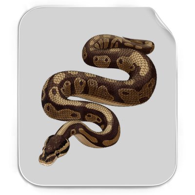 Snake Ball Python Permanent Decal Sticker