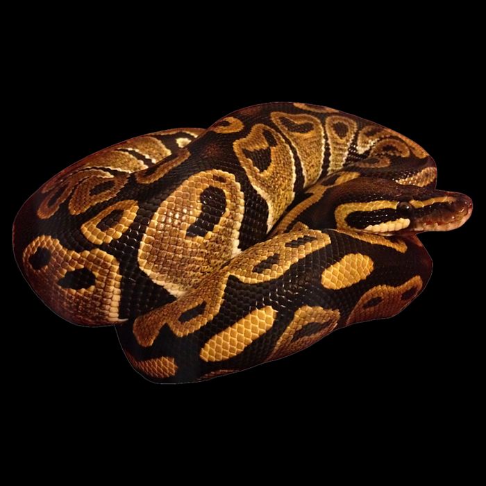 Snake Ball Python Tee Drawstring Bag