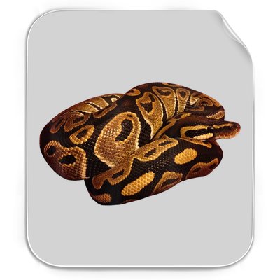 Snake Ball Python Tee Permanent Decal Sticker