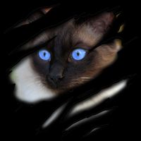 Siamese Cat In Me Design Cadesign Purebred Cat Gift 7-Panel Snapback Hat