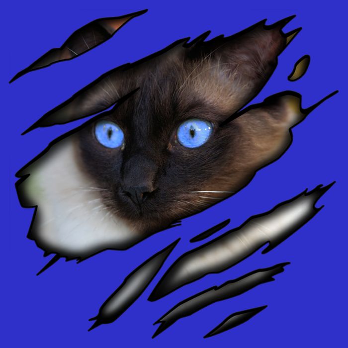 Siamese Cat In Me Design Cadesign Purebred Cat Gift Womens T-Shirt