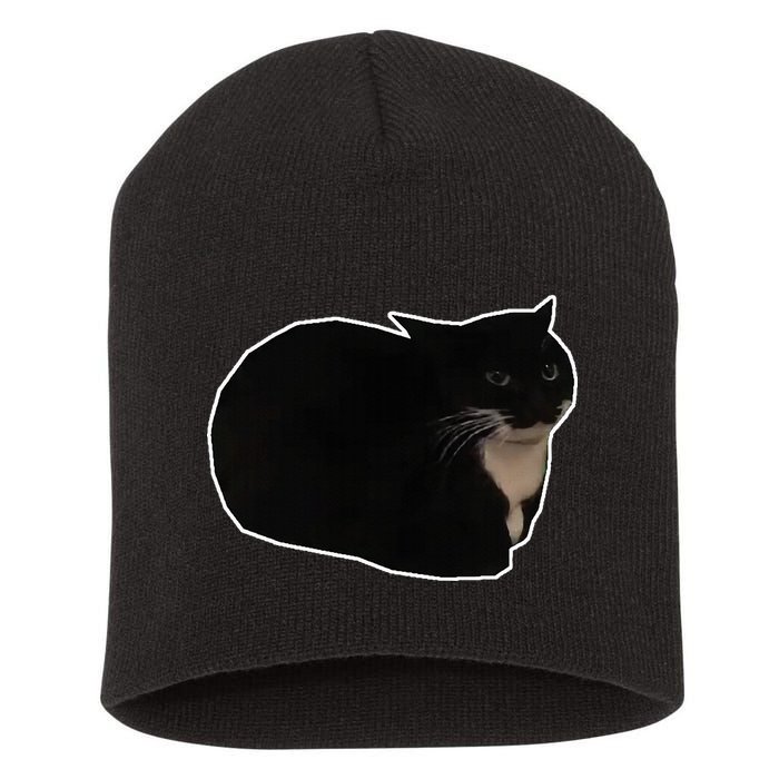 Spinning Cat Meme Maxwell The Cat Meme Short Acrylic Beanie