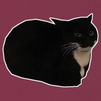 Spinning Cat Meme Maxwell The Cat Meme 16oz Travel Tumbler