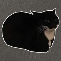 Spinning Cat Meme Maxwell The Cat Meme Cotton Canvas Backpack