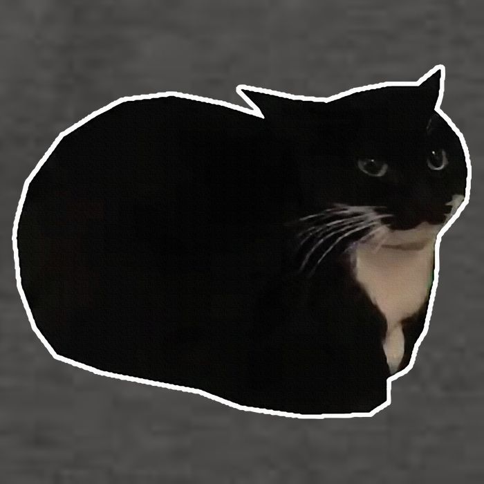 Spinning Cat Meme Maxwell The Cat Meme Vector Backpack
