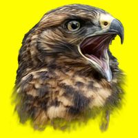Screaming Hawk Wildlife Kids T-Shirt