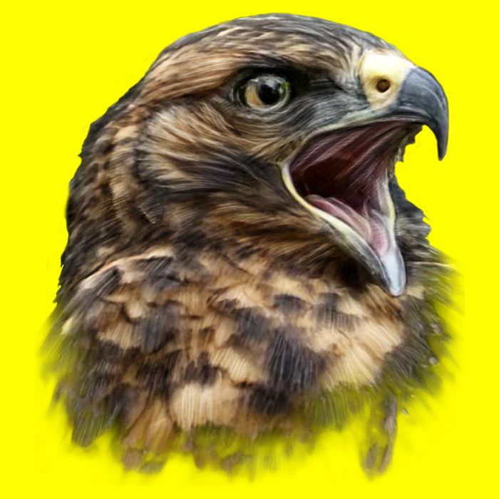 Screaming Hawk Wildlife Kids T-Shirt