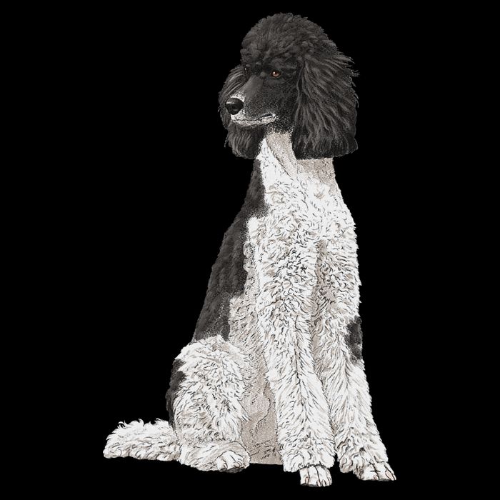 Sitting Dog Poodle City Backpack