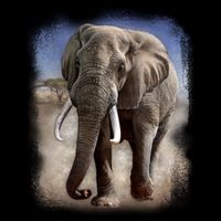 Safari Elephant 16 in Basic Backpack