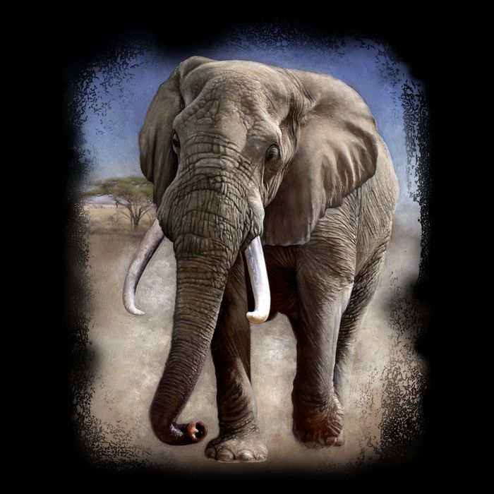 Safari Elephant Women's V-Neck T-Shirt