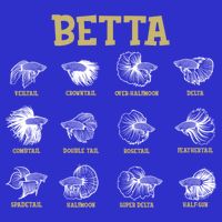 Siamese Fighting Fish Lover Aquarium Keeper Betta Fish Cute Gift Womens T-Shirt