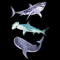 Shark Fans Great White Hammerhead And Whale Shark Lover Impact Tech Backpack