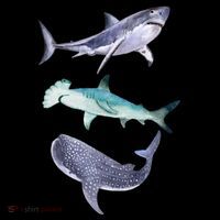 Shark Fans Great White Hammerhead And Whale Shark Lover Backpack