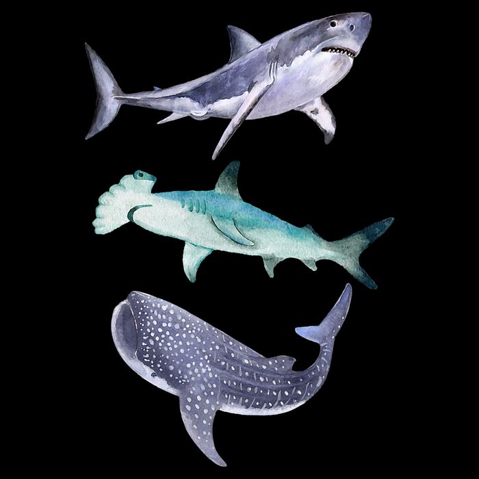 Shark Fans Great White Hammerhead And Whale Shark Lover Cropped Pullover Crew