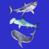 Shark Fans Great White Hammerhead And Whale Shark Lover 16 in Basic Backpack