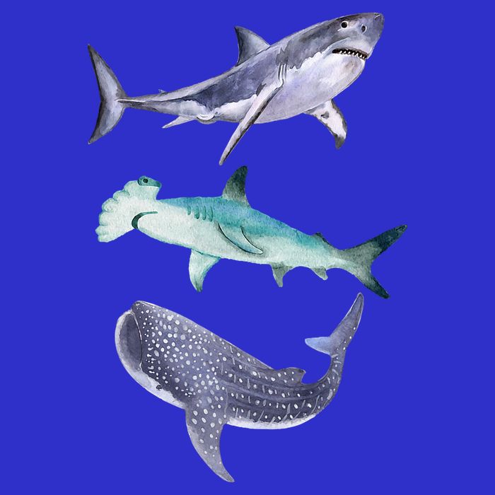 Shark Fans Great White Hammerhead And Whale Shark Lover 16 in Basic Backpack