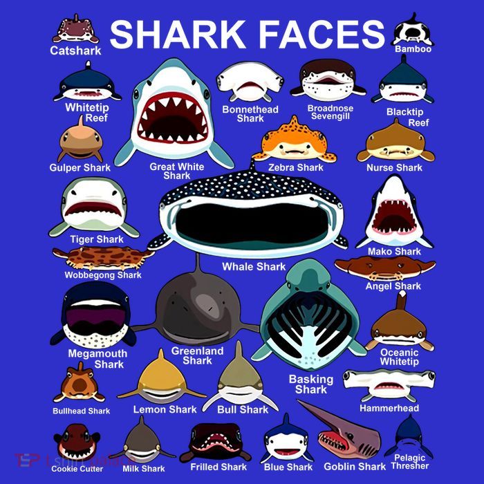 Shark Faces Of All Kinds Sweatshirt