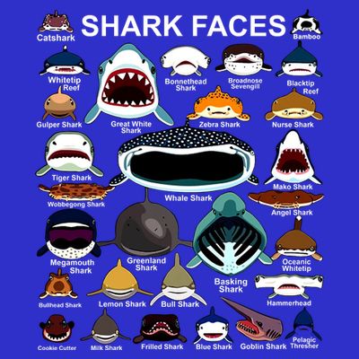 Shark Faces Of All Kinds T-Shirt