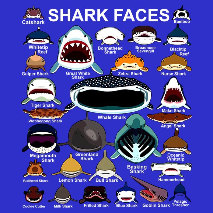 Shark Faces Of All Kinds Button