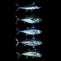 Saltwater Fish Species Swordfish Fishing Camping Hunting Sweatshirt