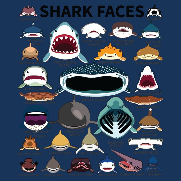 Shark Faces Type Of Shark Shark Faces Of All Kinds Visor