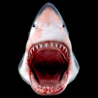 Shark Bite Close Up 3D Flatbill Hat
