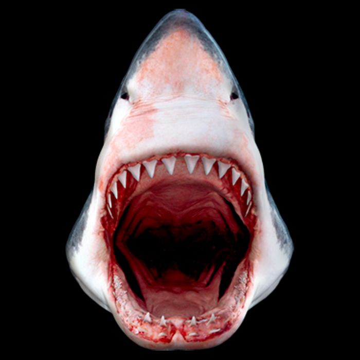 Shark Bite Close Up 3D Flatbill Hat
