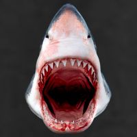 Shark Bite Close Up 3D Hat