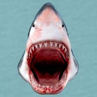 Shark Bite Close Up 3D Sueded Cloud Jersey T-Shirt