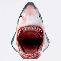 Shark Bite Close Up 3D Garment-Dyed Sweatshirt