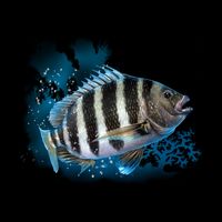 Sheepshead Sustainable Beanie