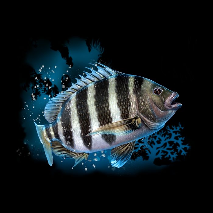 Sheepshead Sustainable Beanie