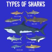 Shark Lover Shirt, Shark Lover Gift, Types Of Shark Bag