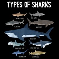 Shark Lover Types Of Sharks Kinds Of Sharks Shark Flatbill Hat
