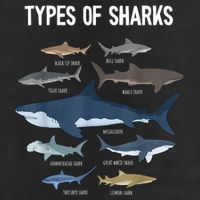 Shark Lover Types Of Sharks Kinds Of Sharks Shark Tumbler