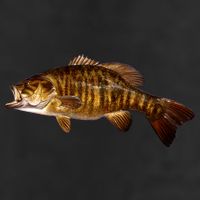 Smallmouth Leap Adult Drive Performance Visor