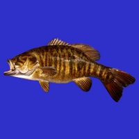 Smallmouth Leap Zip Tote Bag