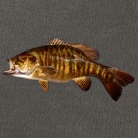Smallmouth Leap Cotton Canvas Backpack