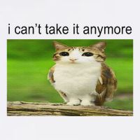 Silly Owl Cat Meme I CanT Take It Anymore Cool Comfort Performance Bucket Hat